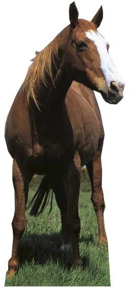 Mustang - Horse sagoma 190 cm H